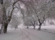 Satılır 1700 sot torpaq Salyan