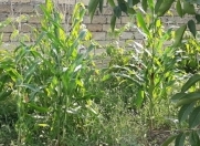 Satılır 10.2 sot torpaq Mehdiabad