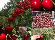 Satılır 240 sot torpaq Xaçmaz