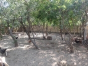 Satılır 4 sot torpaq Masazır