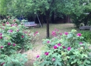 Satılır 10 sot torpaq Qəbələ