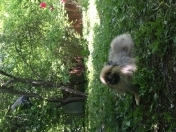 Satılır 7 sot torpaq Qəbələ