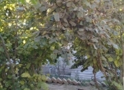 Satılır 6 sot torpaq Azadlıq prospekti m.