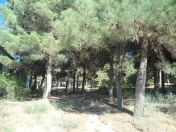 Satılır 20 sot torpaq Qara Qarayev m.