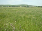 Satılır 130 sot torpaq Şamaxı