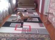 İcarəyə verilir 2 otaqlı 80 m2 həyət evi Bərdə