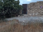 Satılır 12 sot torpaq Nardaran