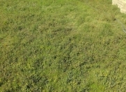 Satılır 10 sot torpaq Masazır