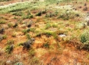 Satılır 12 sot torpaq Şağan