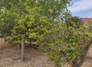 Satılır 32 sot torpaq Görədil