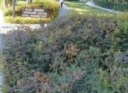 Satılır 6 sot torpaq Rəsulzadə