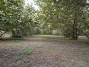 Satılır 13 sot torpaq Xaçmaz