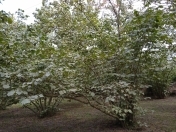 Satılır 13 sot torpaq Xaçmaz