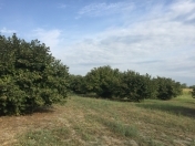 Satılır 200 sot torpaq Zaqatala