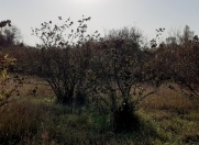 Satılır 35 sot torpaq Xaçmaz