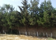 Satılır 11 sot torpaq Gənclər və İdman Nazirliyi