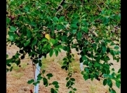 Satılır 10 sot torpaq Novxanı