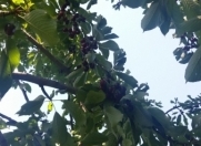 Satılır 24 sot torpaq Şəmkir