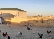 Satılır 2 sot torpaq Müşfiqabad