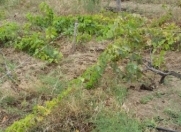 Satılır 6 sot torpaq Novxanı