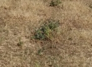 Satılır 35 sot torpaq Novxanı