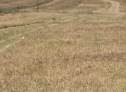 Satılır 35 sot torpaq Novxanı