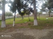 Satılır 100 sot torpaq İmişli