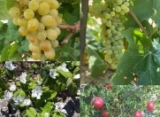 Satılır 4 otaqlı 200 m2 bağ evi Pirşağı