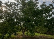 Satılır 10.3 sot torpaq Mehdiabad