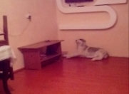 İcarəyə verilir 3 otaqlı 300 m2 həyət evi Ağdaş