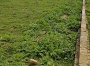 Satılır 50 sot torpaq Ayna Sultanova heykəli