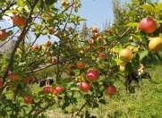 Satılır 12 sot torpaq Naxçıvan