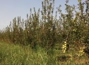 Satılır 0.9 sot torpaq Quba