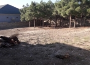 Satılır 6 sot torpaq Kürdəxanı
