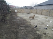 Satılır 3 sot torpaq Masazır