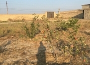 Satılır 40 sot torpaq Ləhic Bağları