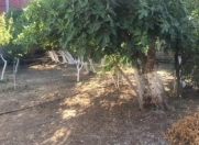 Satılır 12 sot torpaq Badamdar