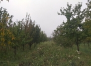 Satılır 20 sot torpaq Quba