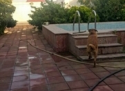 Satılır 16300 sot torpaq Asan Xidmət-5