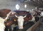 Satılır 10 otaqlı 1000 m2 obyekt Perekeşkül