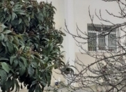 Satılır 6 otaqlı 240 m2 həyət evi Zığ