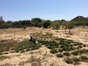 Satılır 12 sot torpaq Saray