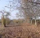 Satılır 75 sot torpaq Göyçay