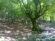 Satılır 40 sot torpaq İsmayıllı