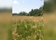 Satılır 14000 sot torpaq Qəbələ