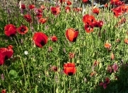 Satılır 5 sot torpaq Bilgəh