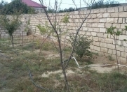 Satılır 25 sot torpaq Saray