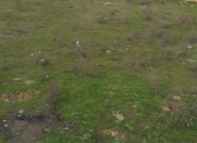 Satılır 4 sot torpaq Hökməli