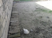 Satılır 3 sot torpaq Zabrat 1