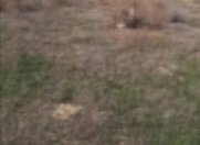 Satılır 12 sot torpaq Sədərək ticarət mərkəzi